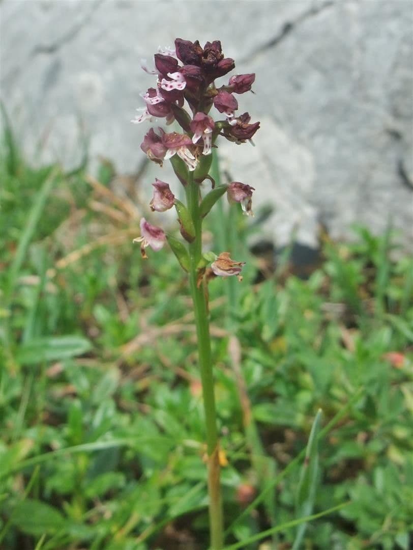 Orchide bruciacchiata 2