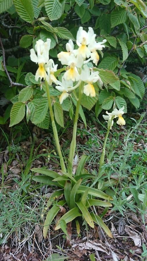 Orchide 2