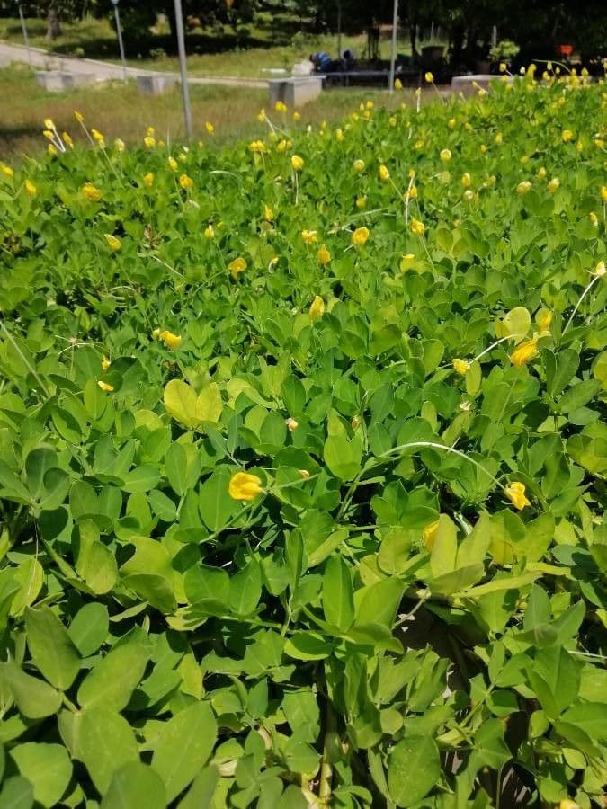 Arachis glabrata 4