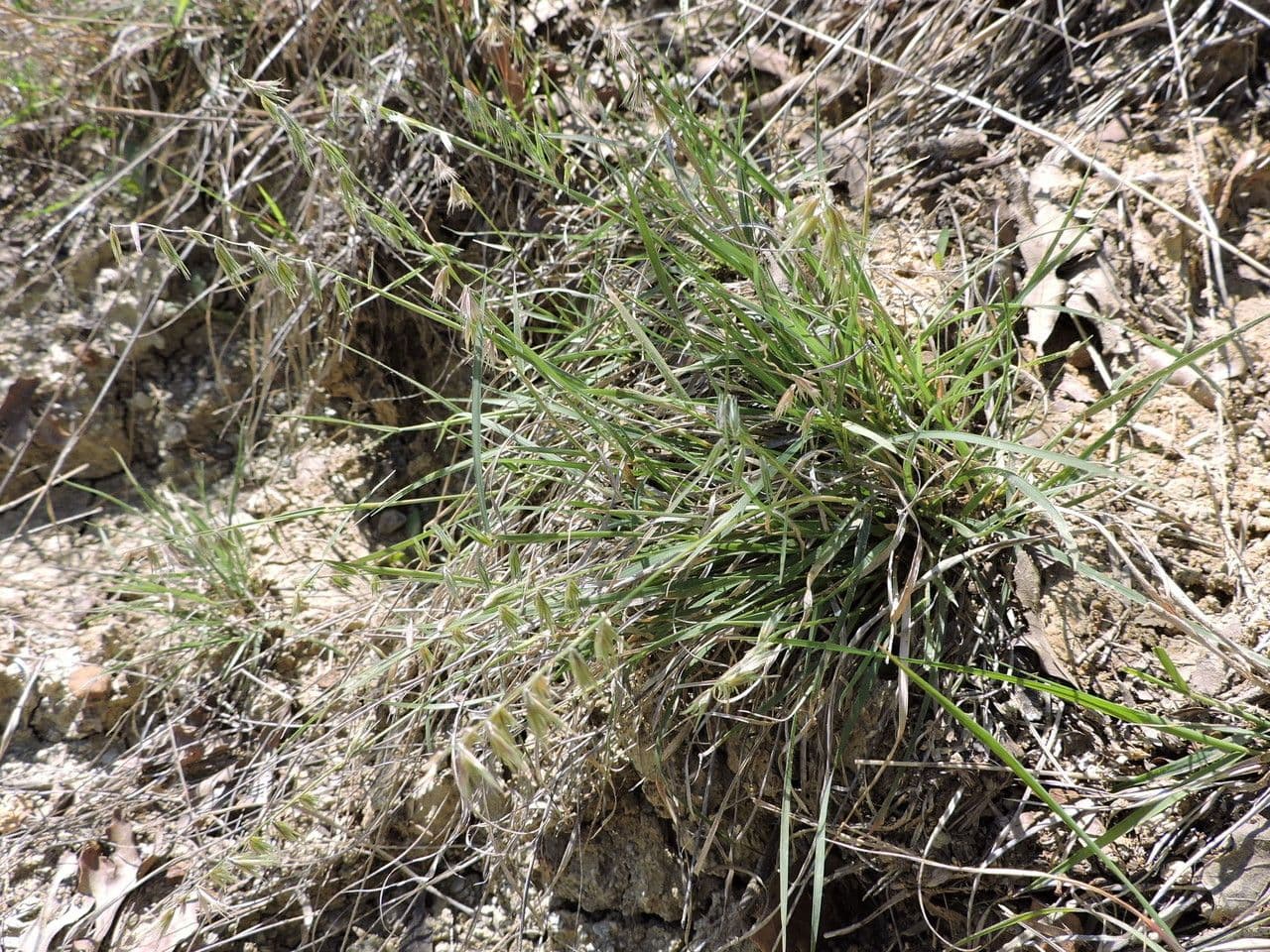 Bouteloua rigida 6