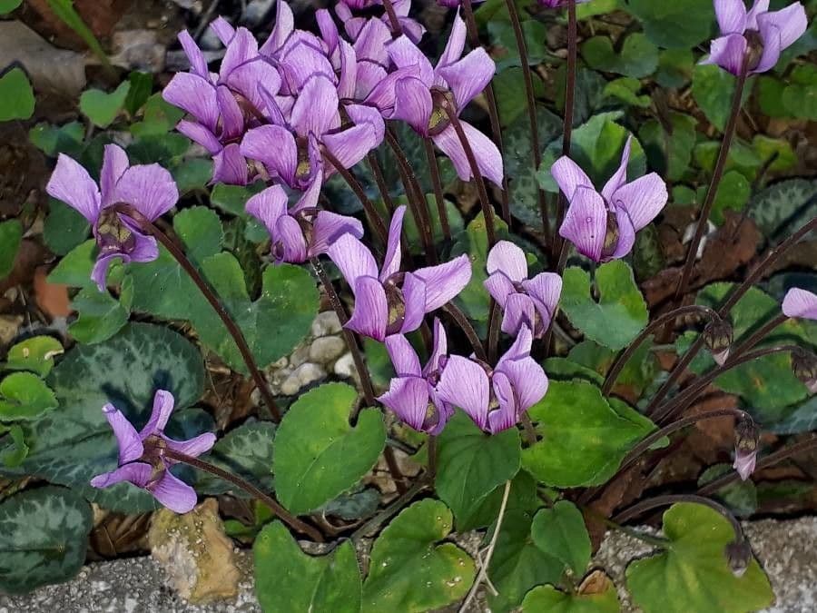 Cyclamen 10