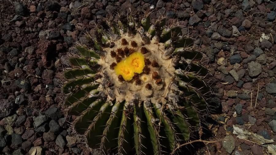 Ferocactus di Potts 4
