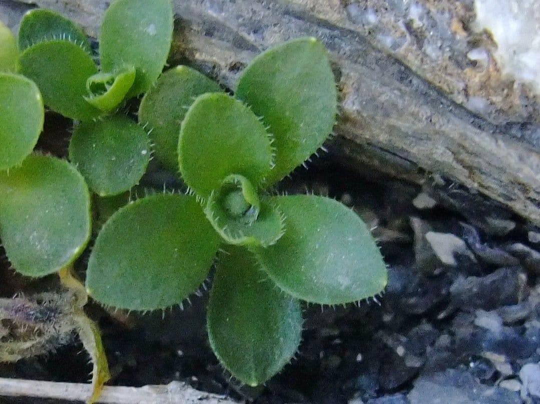 Campanula di Cenis 12