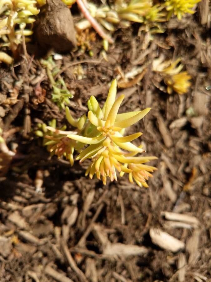 Schmalblättriger Mauerpfeffer 12