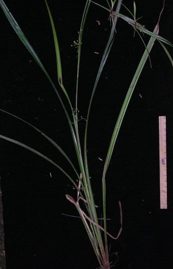Calyptrocarya glomerulata 10