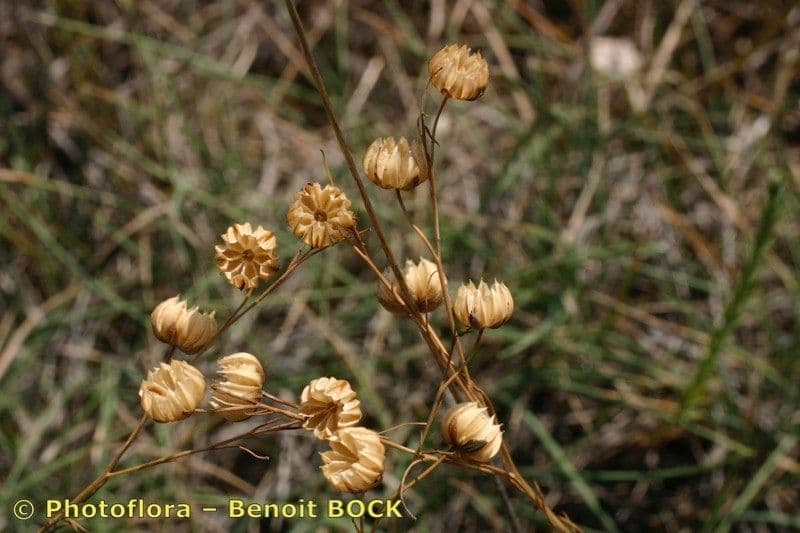 Linum leonii 3