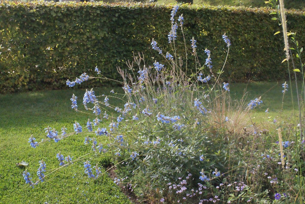 Bog sage 10