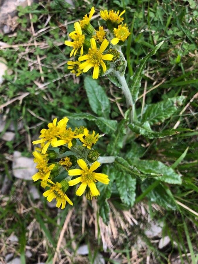Tephroseris helenitis 12