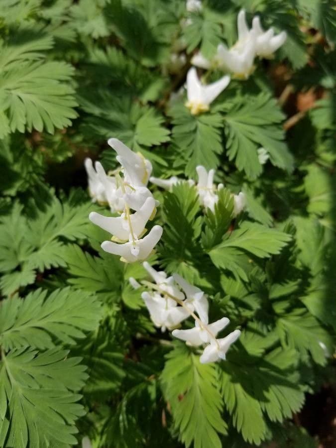 Dicentra de capucha 4
