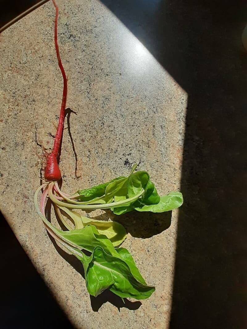 Spinaci