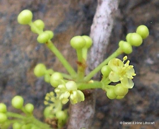 Austrobuxus 5
