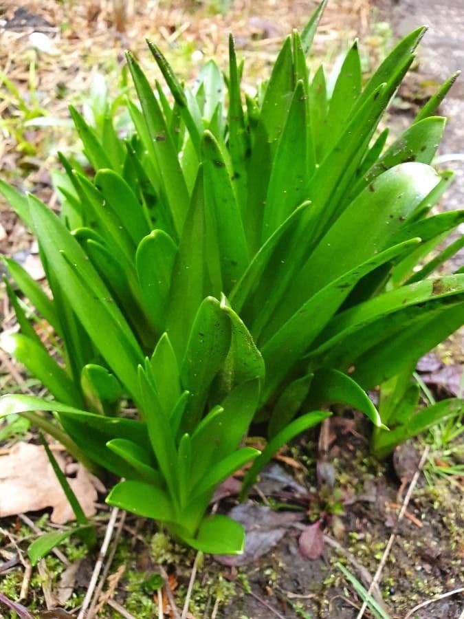 Scilla lilio-hyacinthus 8