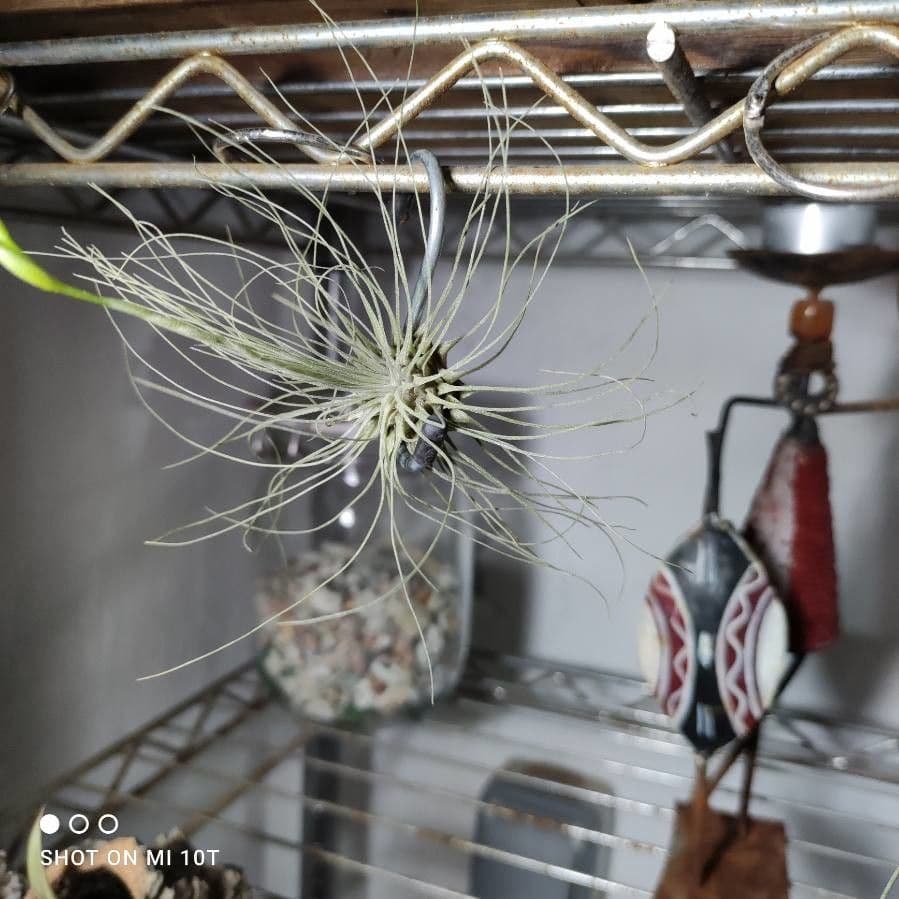 Tillandsia 9