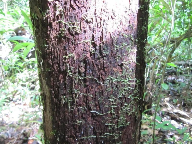 Pouteria 3