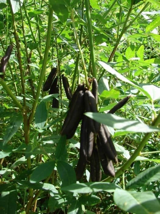 Crotalaria trichotoma