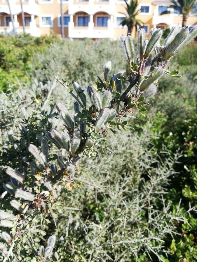 Ginestra spinosa 12