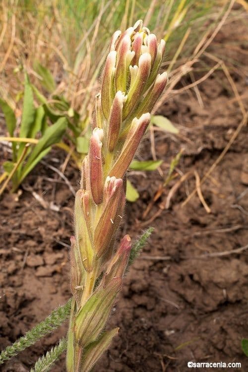 Castilleja cusickii 8