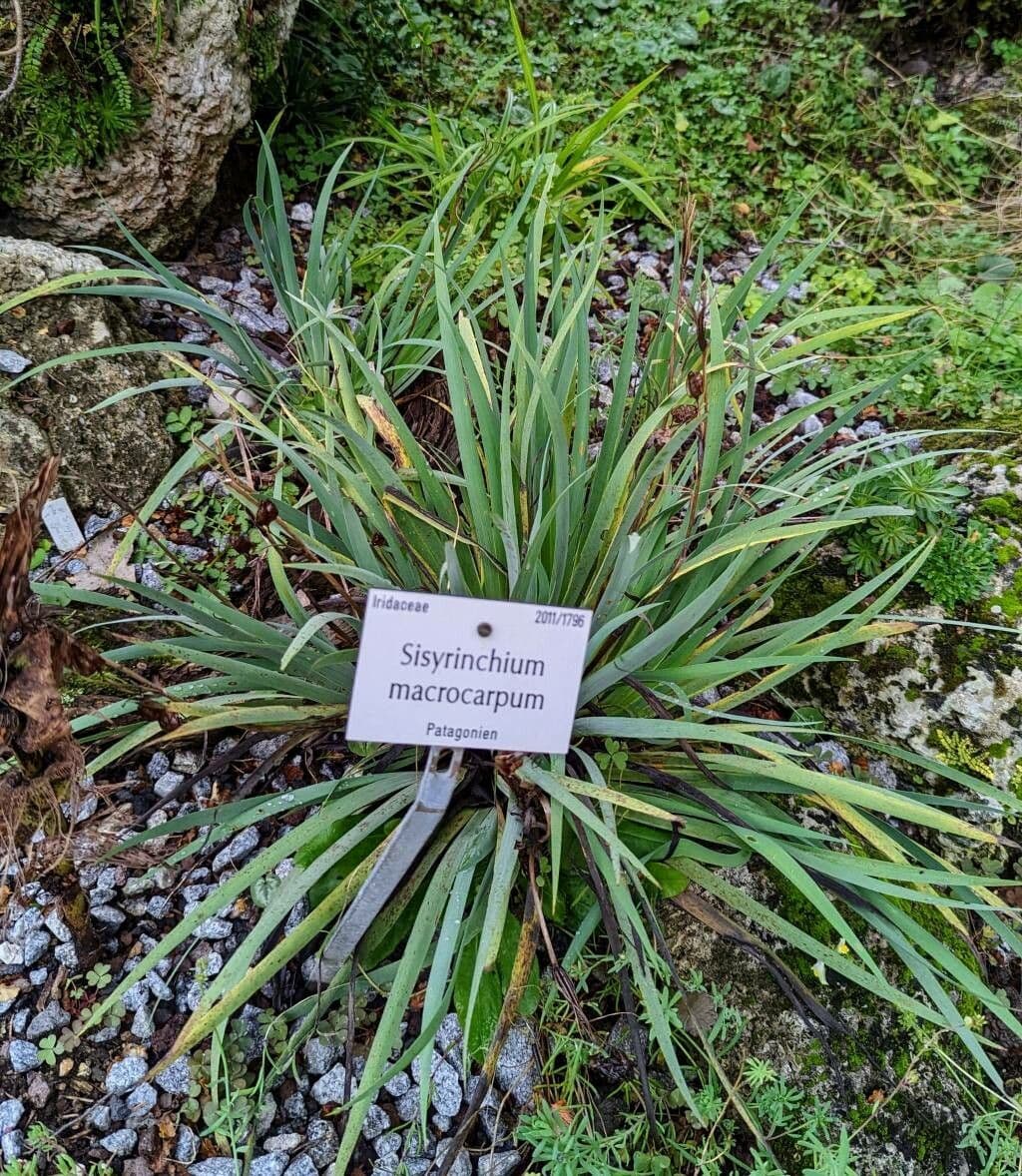 Sisyrinchium 9