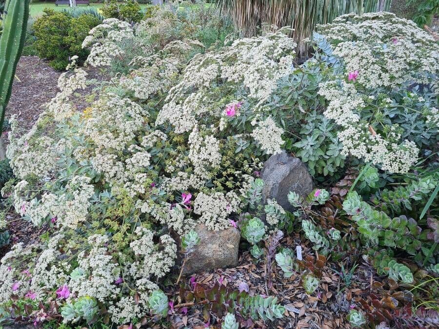 Eriogonum 5