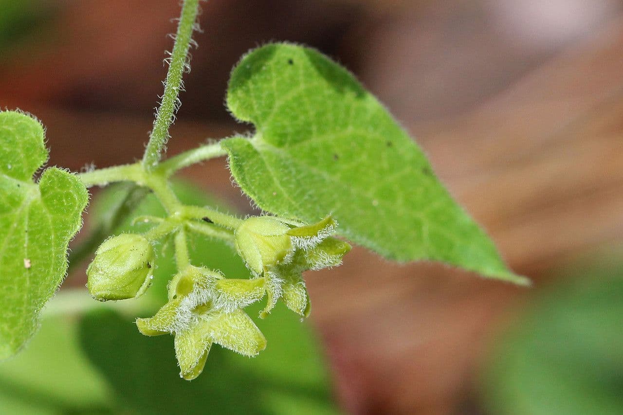 Trailing milkvine 2