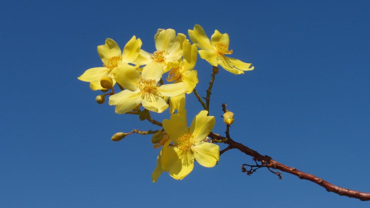 Cochlospermum 3