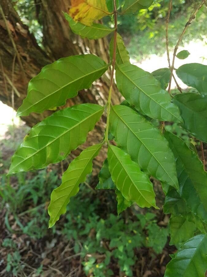 Campomanesia 4