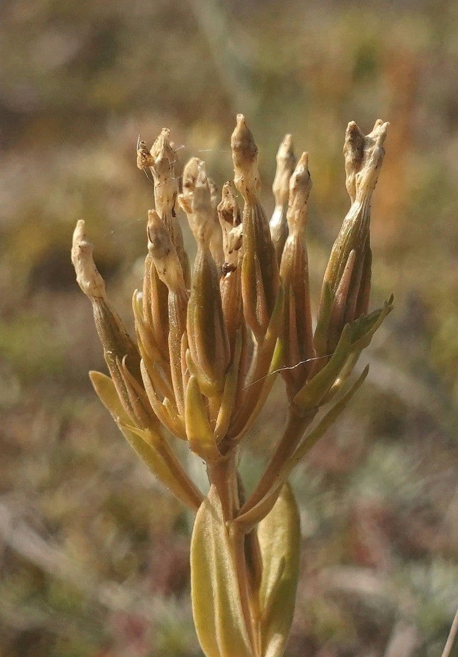 Centaurea minore 5