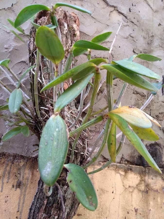 Cattleya intermedia 6