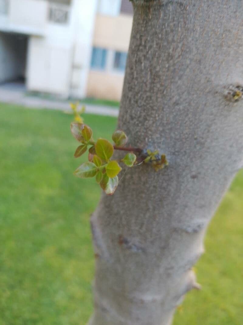 Cryptocarya 7