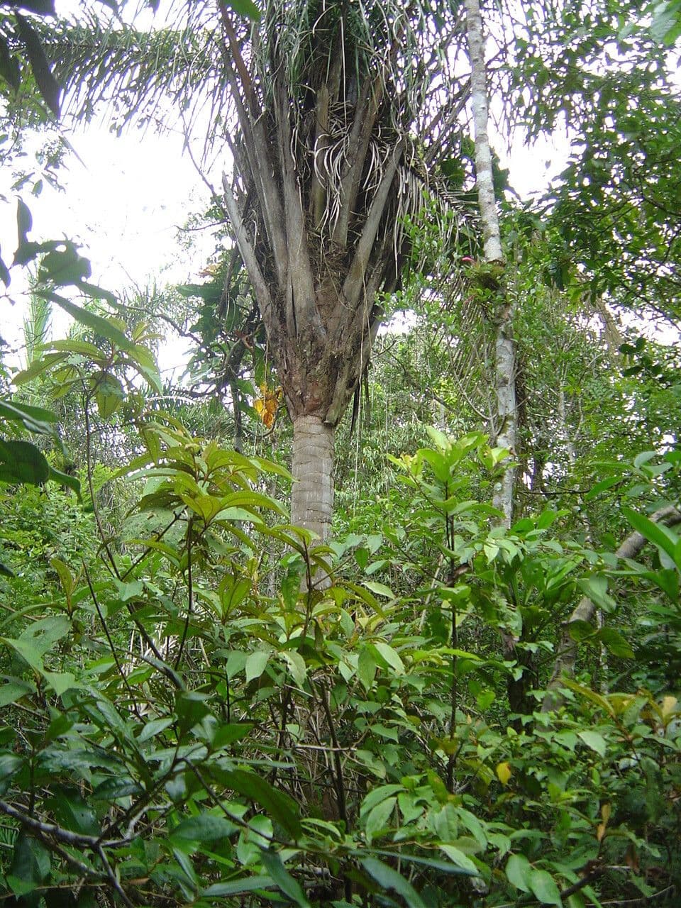 Attalea 3