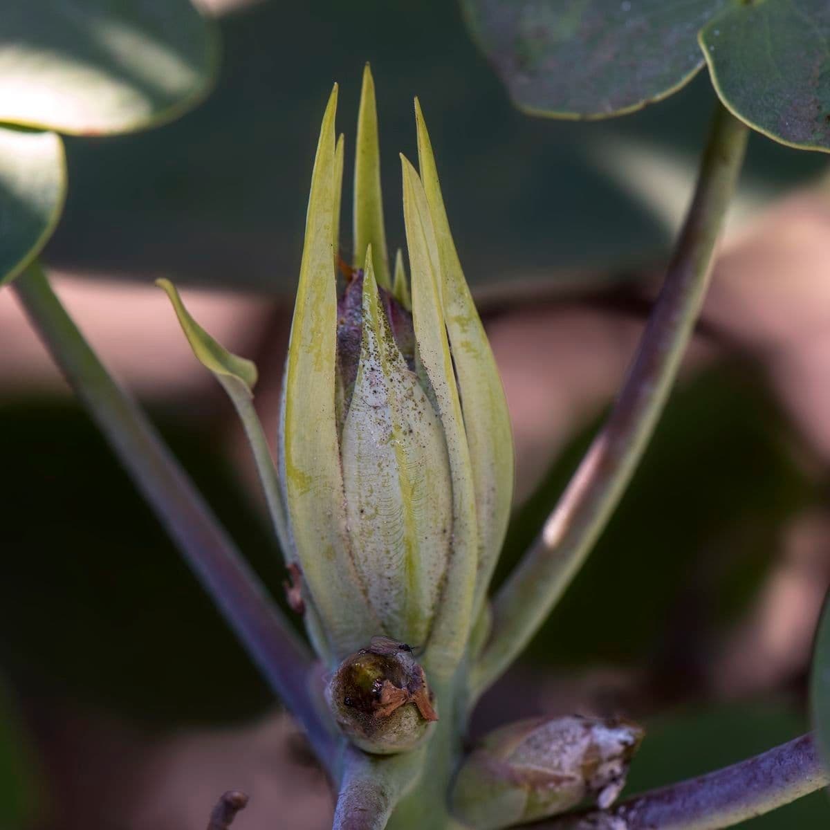 Rododendro 24