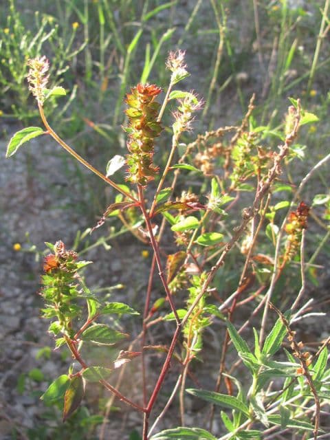 Acalypha phleoides 4
