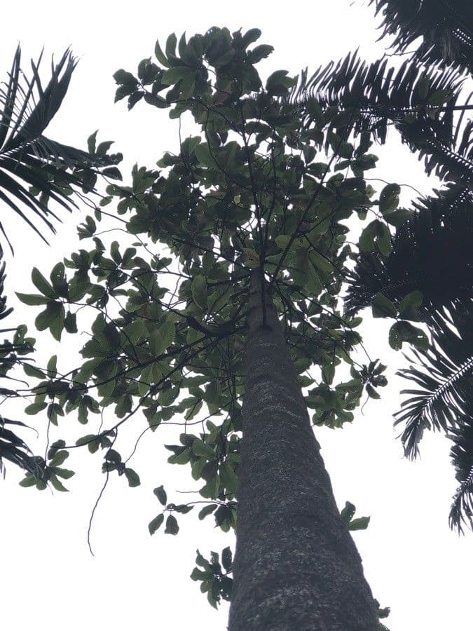 Dipterocarpus