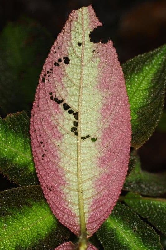 Nautilocalyx 3