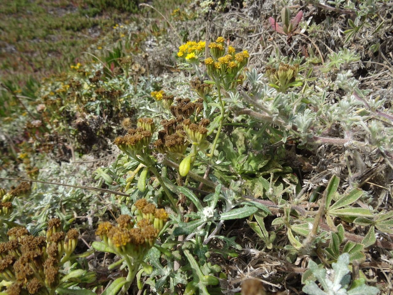 Eriophyllum 12