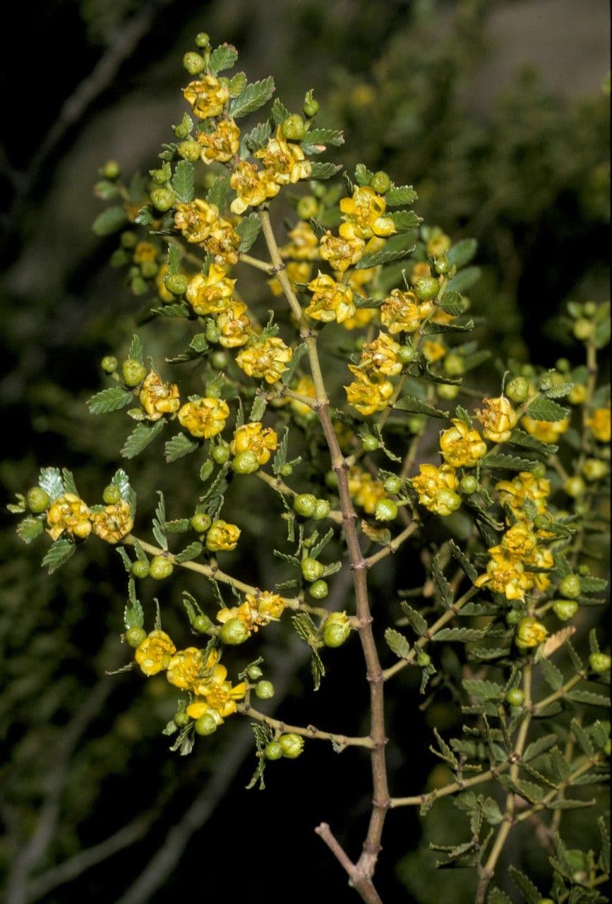 Larrea 5