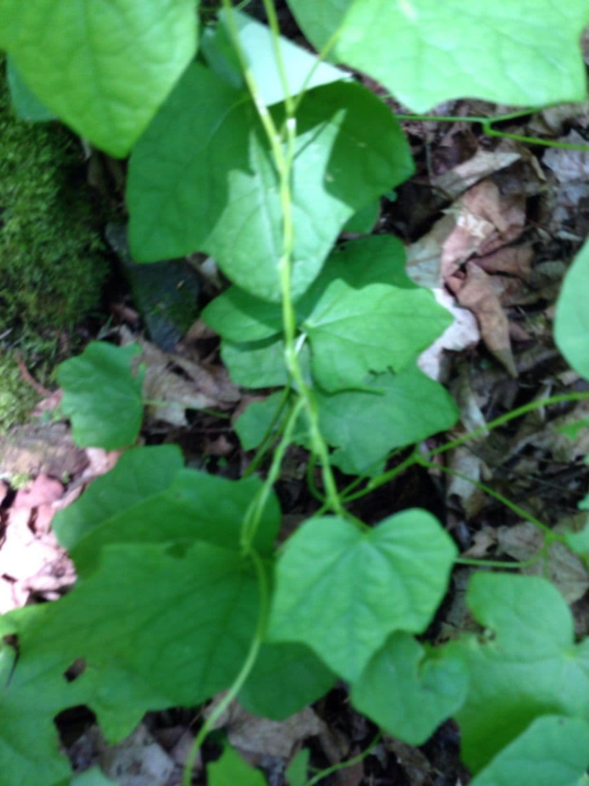 Kanadische Mondsame 9
