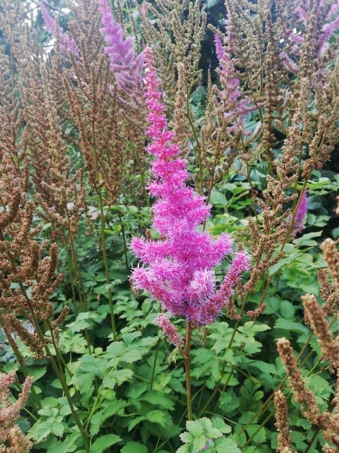 Astilbe giapponese 6