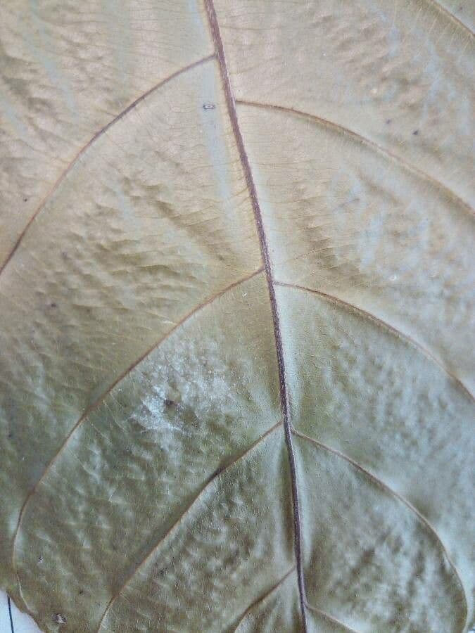 Pouteria frangiata 2