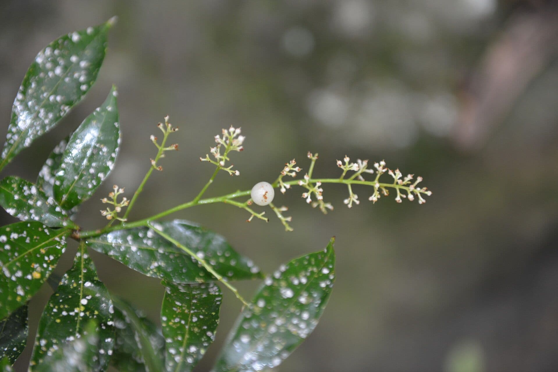 Meliosma 6