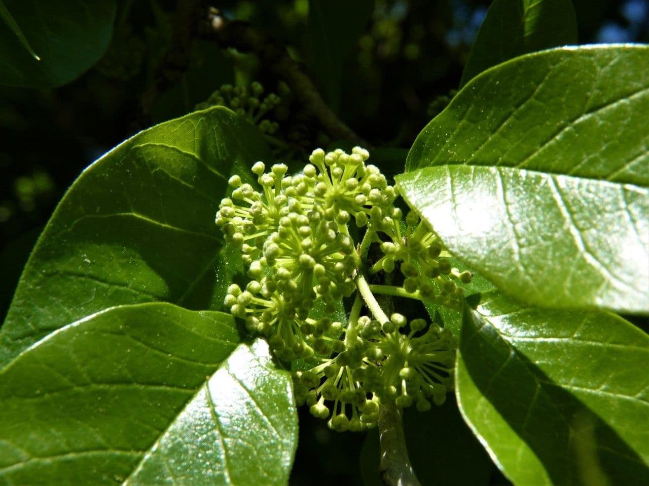 Osagedorn 8