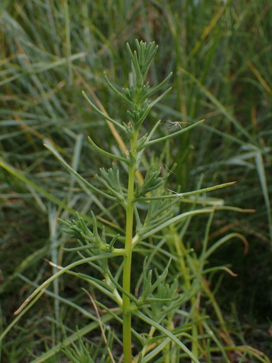 Slanoroš 30