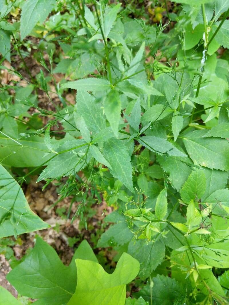 Criptotaenia canadensis 15