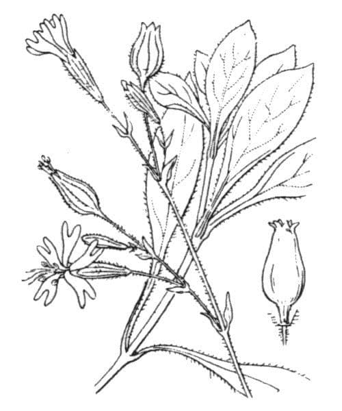 Silene 14