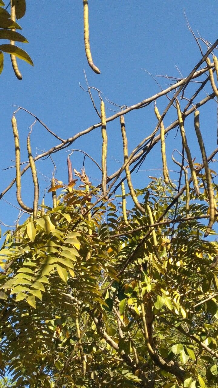Cassia spectabilis 3