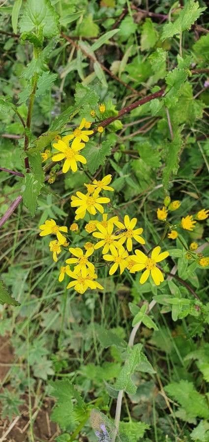 Cineraria deltoidea