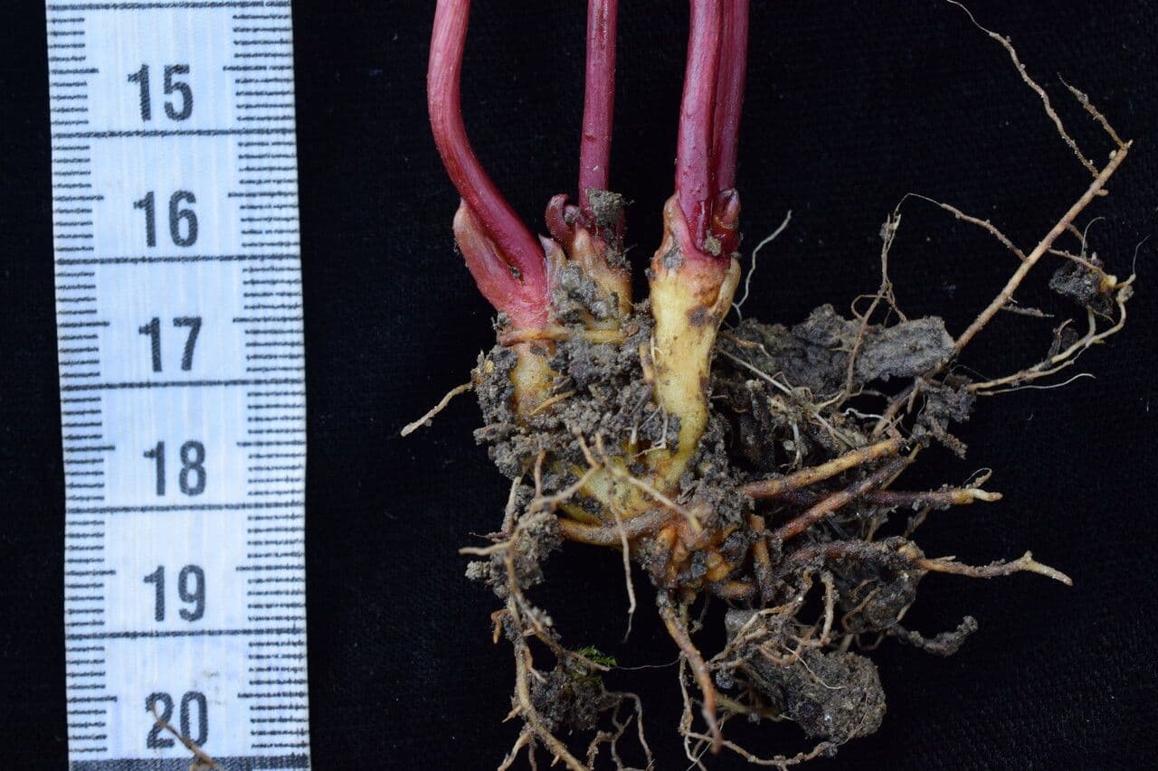 Aeginetia indická 11