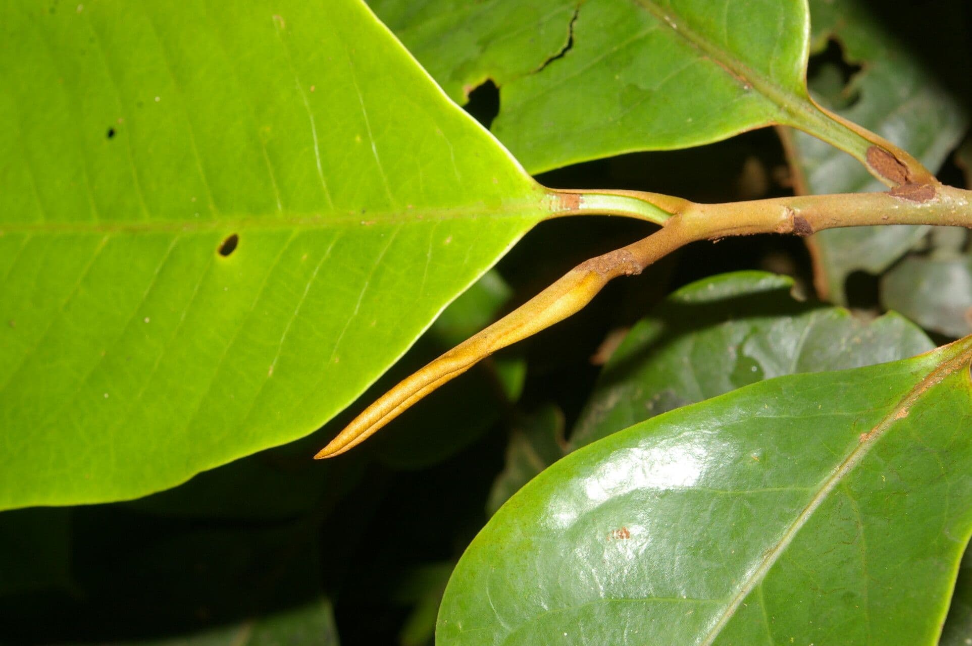 Otoba novogranatensis