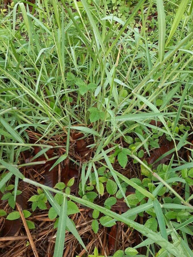 Urochloa