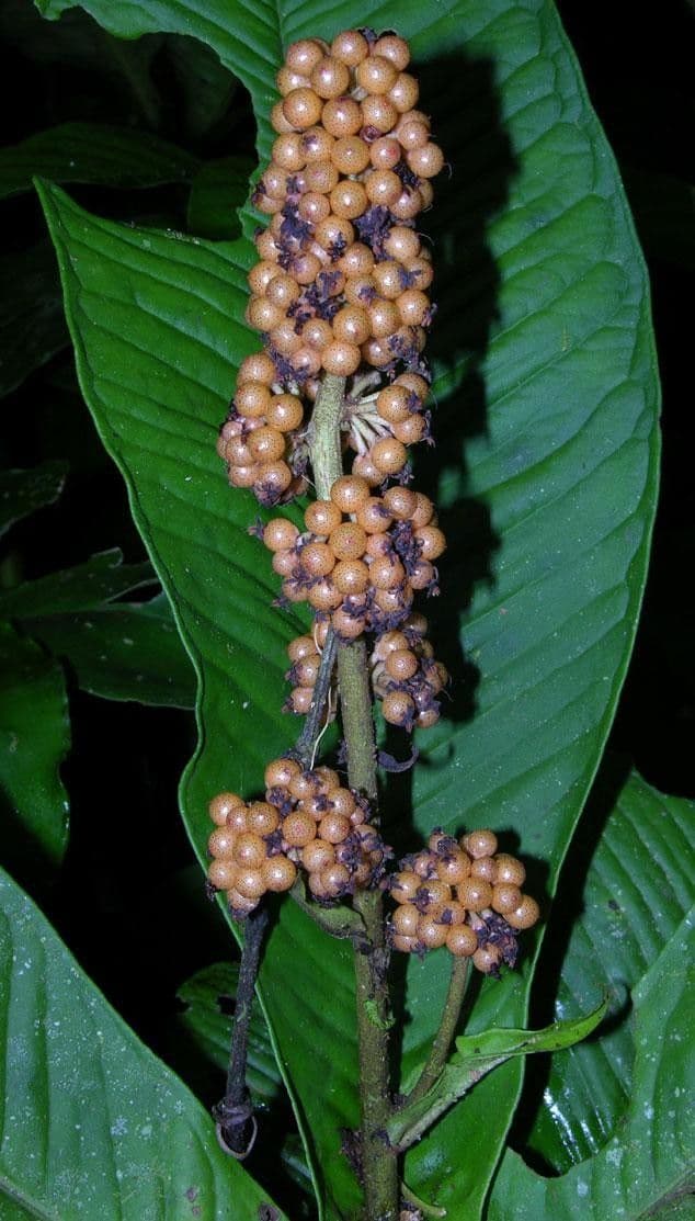 Ardisia 23